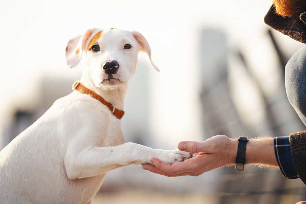 DOG TRAINING 101: UNLEASH YOUR DOG'S FULL POTENTIAL THROUGH DOPAMINE