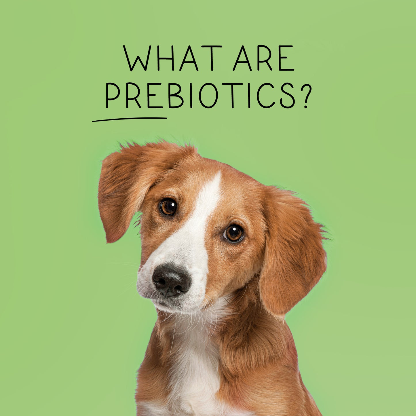 Prebiotics 101