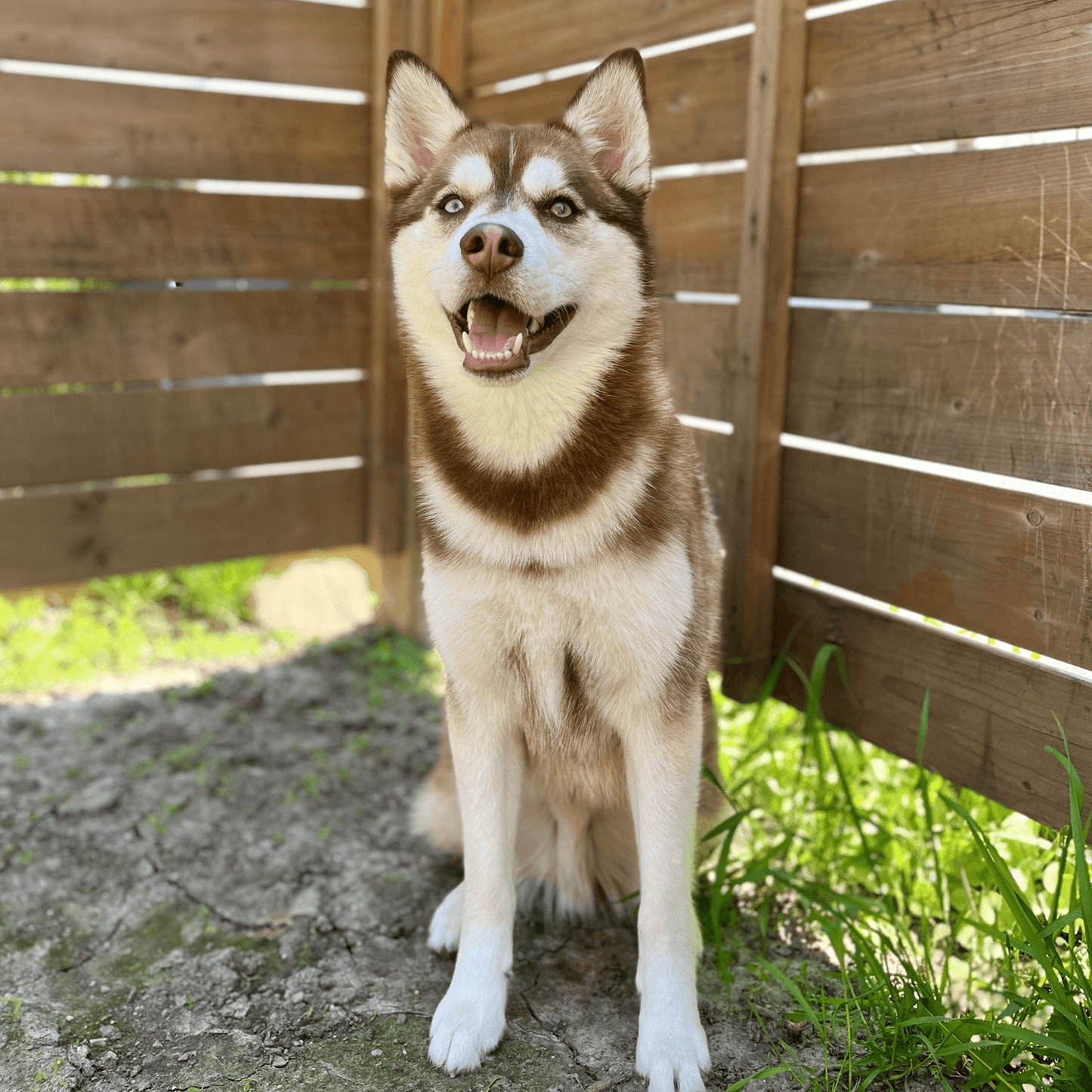 Bruno