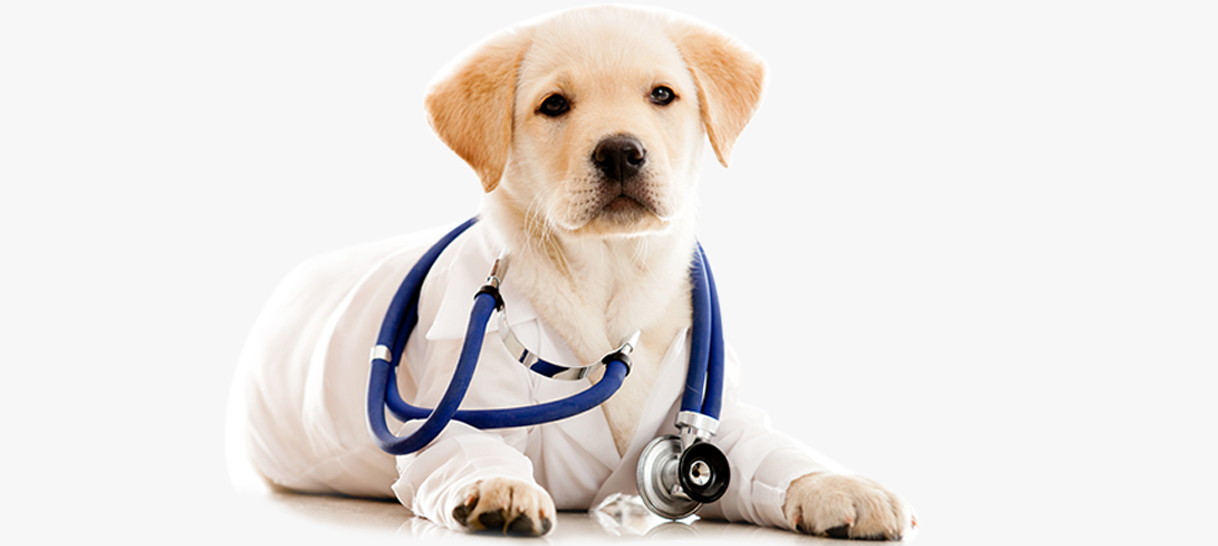 Dog wearing medical tool | Crumps' Naturals