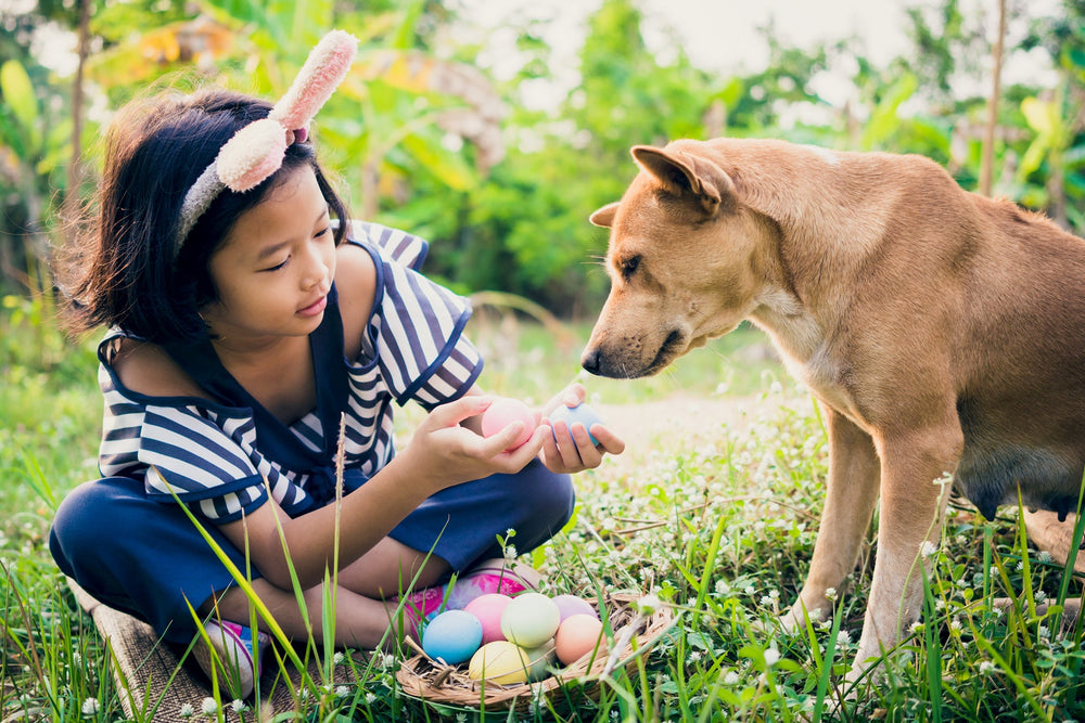 SPRING INTO FUN WITH THE ULTIMATE BUCKET LIST FOR DOGS