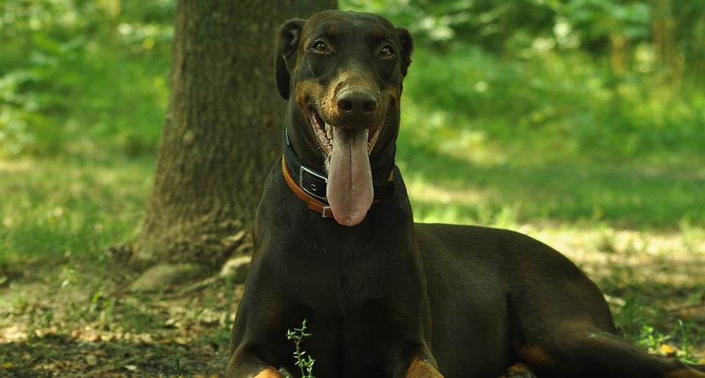 Smiling Greyhound | Crumps' Naturals