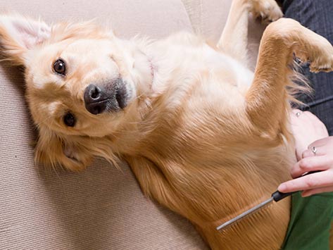 Dog grooming | Crumps' Naturals