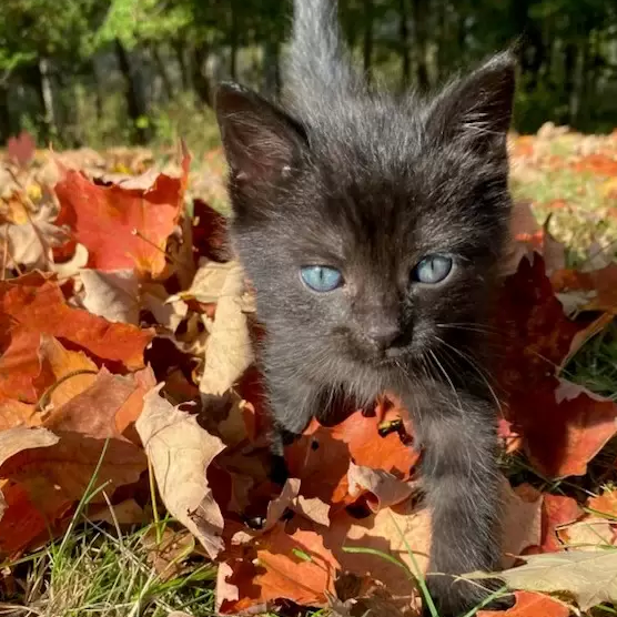 Cats in autumn leaves | Crumps' Naturals