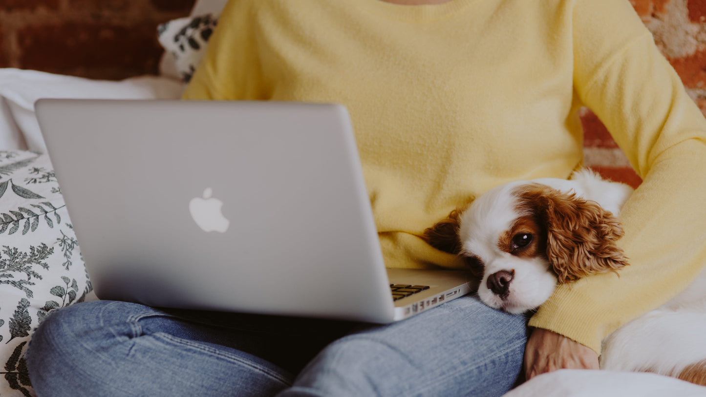 Dog with laptop | Crumps' Naturals