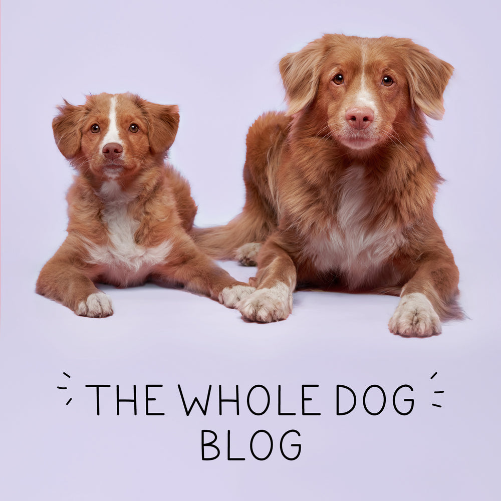 The Whole Dog Blog