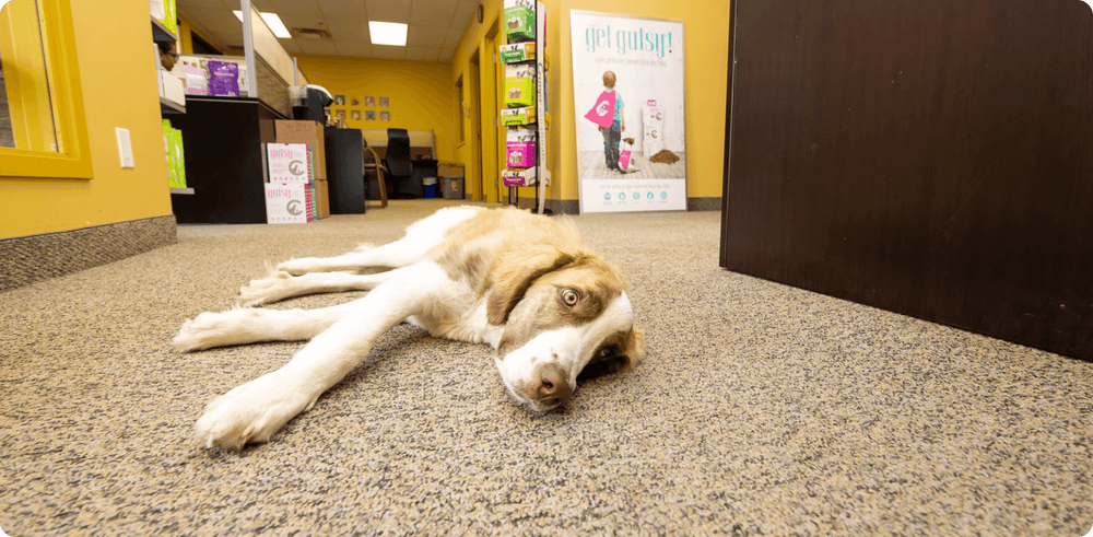 Working with our lovely pet | Crumps' Naturals